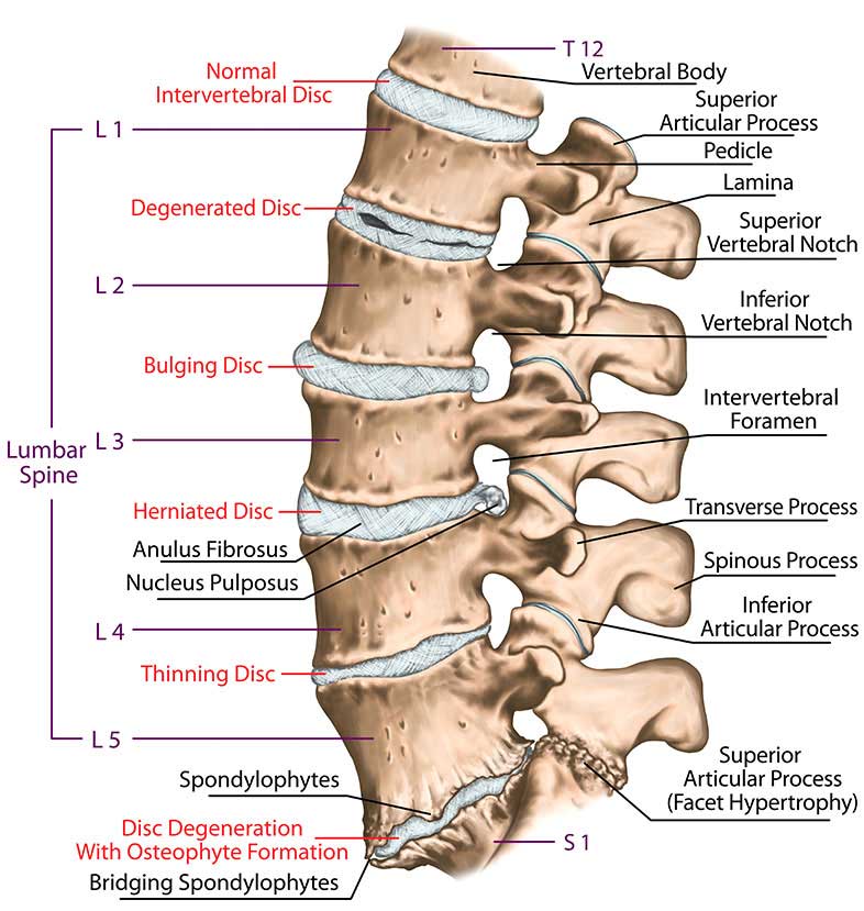 Anatomy Shown for Pain Spots